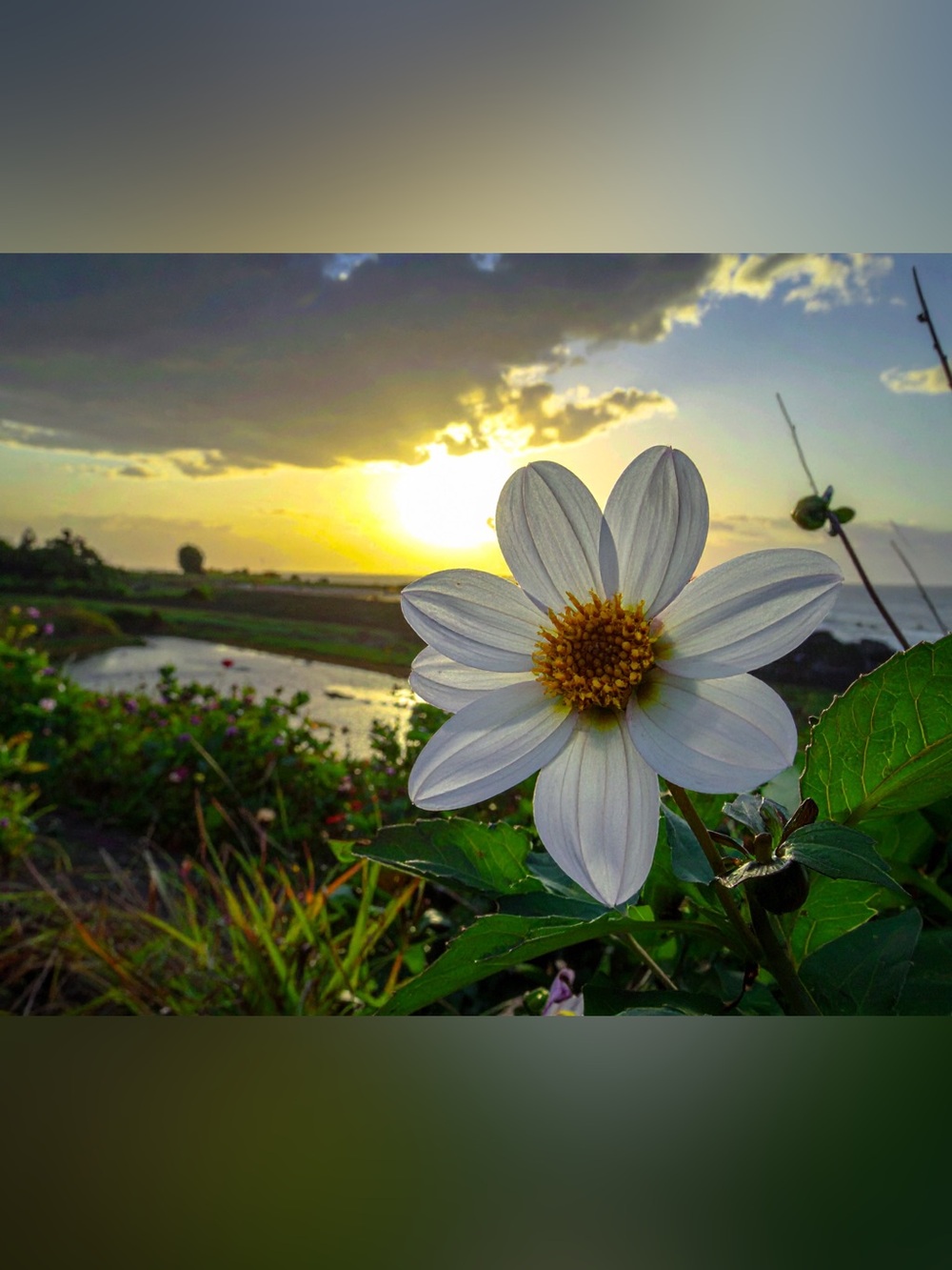 White Daisy Sunset Floral Photography Print